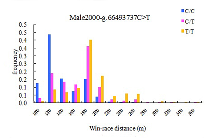 日本のサラブレッド競走馬を対象にしたミオスタチン遺伝子の遺伝型と勝利した競走距離の関係