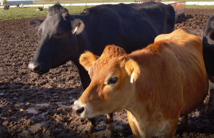 ゲノム検査が乳牛群を改善する方法