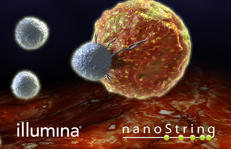 腫瘍と免疫系細胞