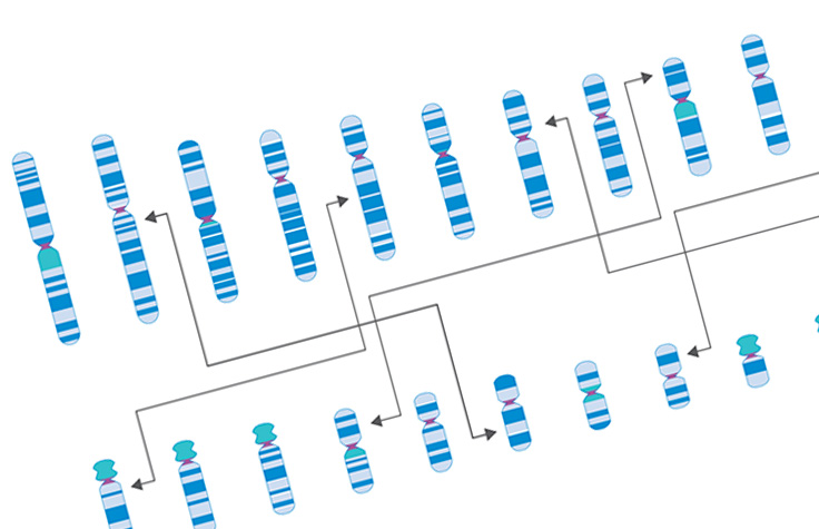 細胞遺伝学インフォグラフィック