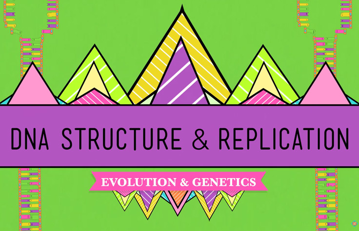 Crash Course: DNA Structure and Replication