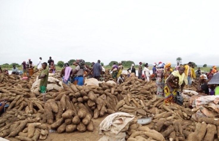 Breeding a More Resilient Yam in West Africa