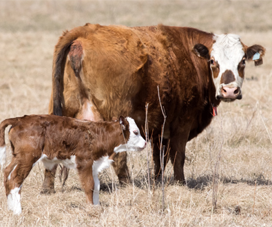 Bovine Parentage Sequencing Panel 販売開始