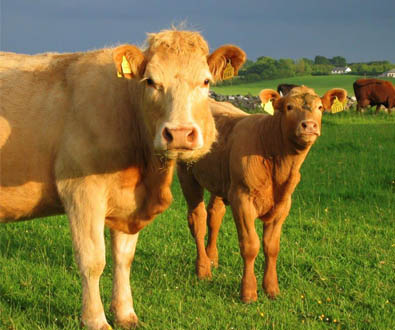 Irish Cattle Breeding Federation Selects Illumina 