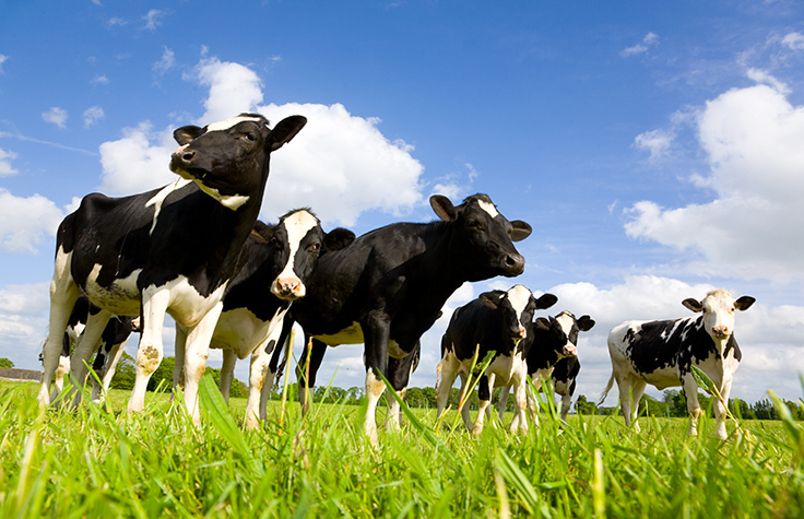 Holstein Genotyping Breeds Coopetition within Europe