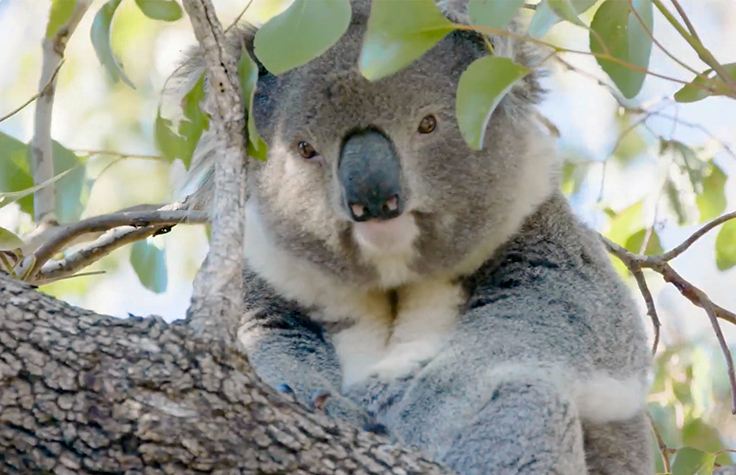 Helping save koalas using whole genome sequencing