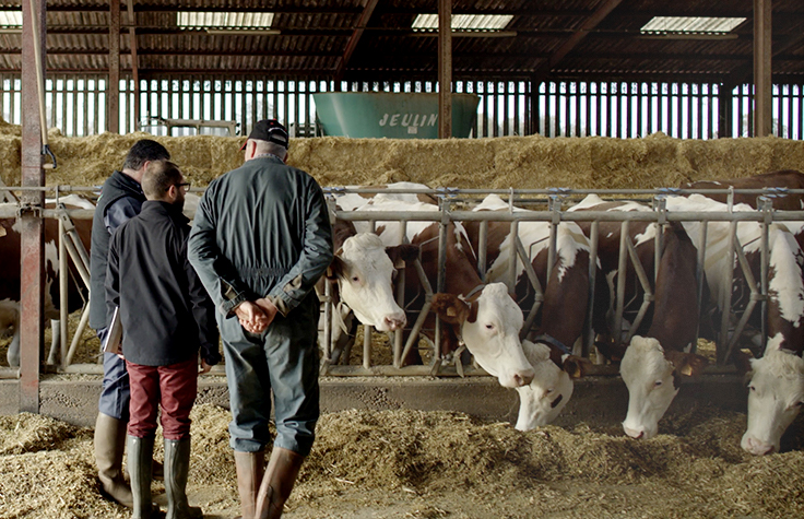 選択的育種は、フランスの酪農家の育種と家畜の再生管理を支援