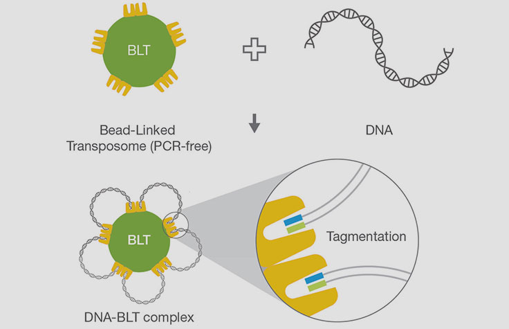 Illumina DNA PCR-Freeのケミストリー