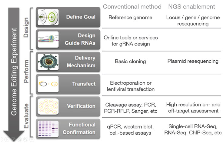 NGSはCRISPRゲノム編集ワークフローにこのように取り入れられます